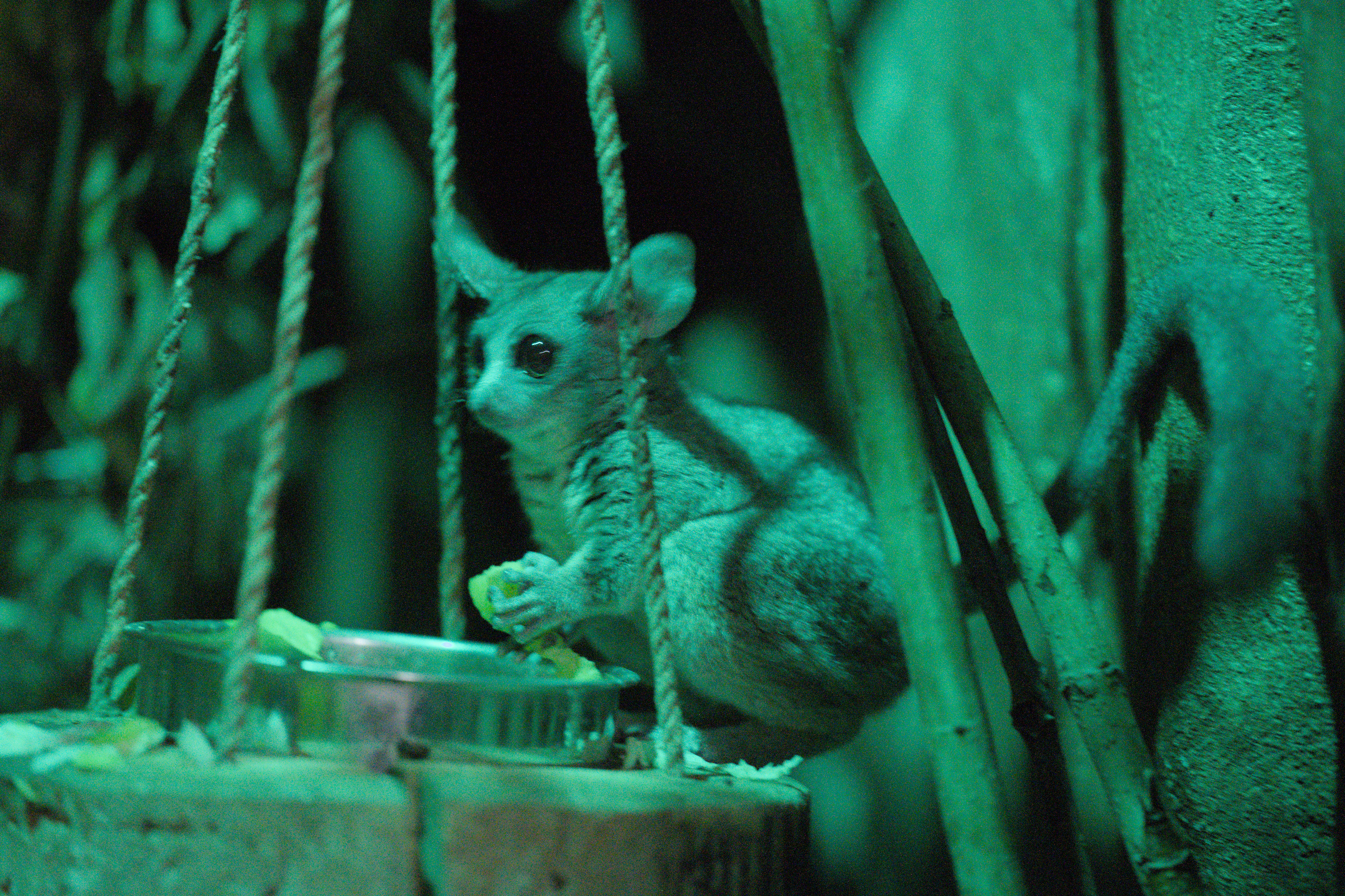 2025/10/12 - zoo/DSC_0300.jpg